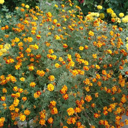 flori de la casa de vacanta(mihaela)